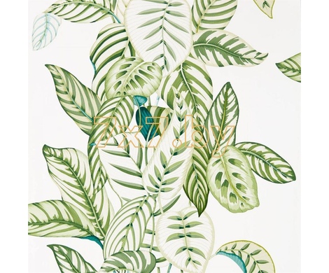 The Glasshouse Calathea 216630