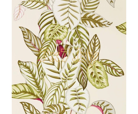 The Glasshouse Calathea  216631