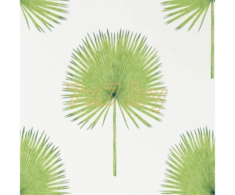 The Glasshouse Fan Palm  216636