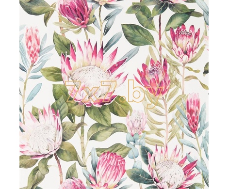 The Glasshouse King Protea 216646