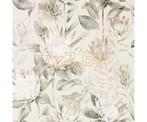 The Glasshouse King Protea 216647