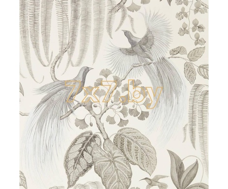 The Glasshouse Bird of Paradise  216652