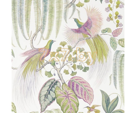 The Glasshouse Bird of Paradise 216654