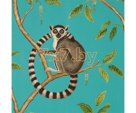 The Glasshouse Ringtailed Lemur 216663