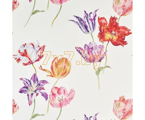 The Glasshouse Tulipomania 216666